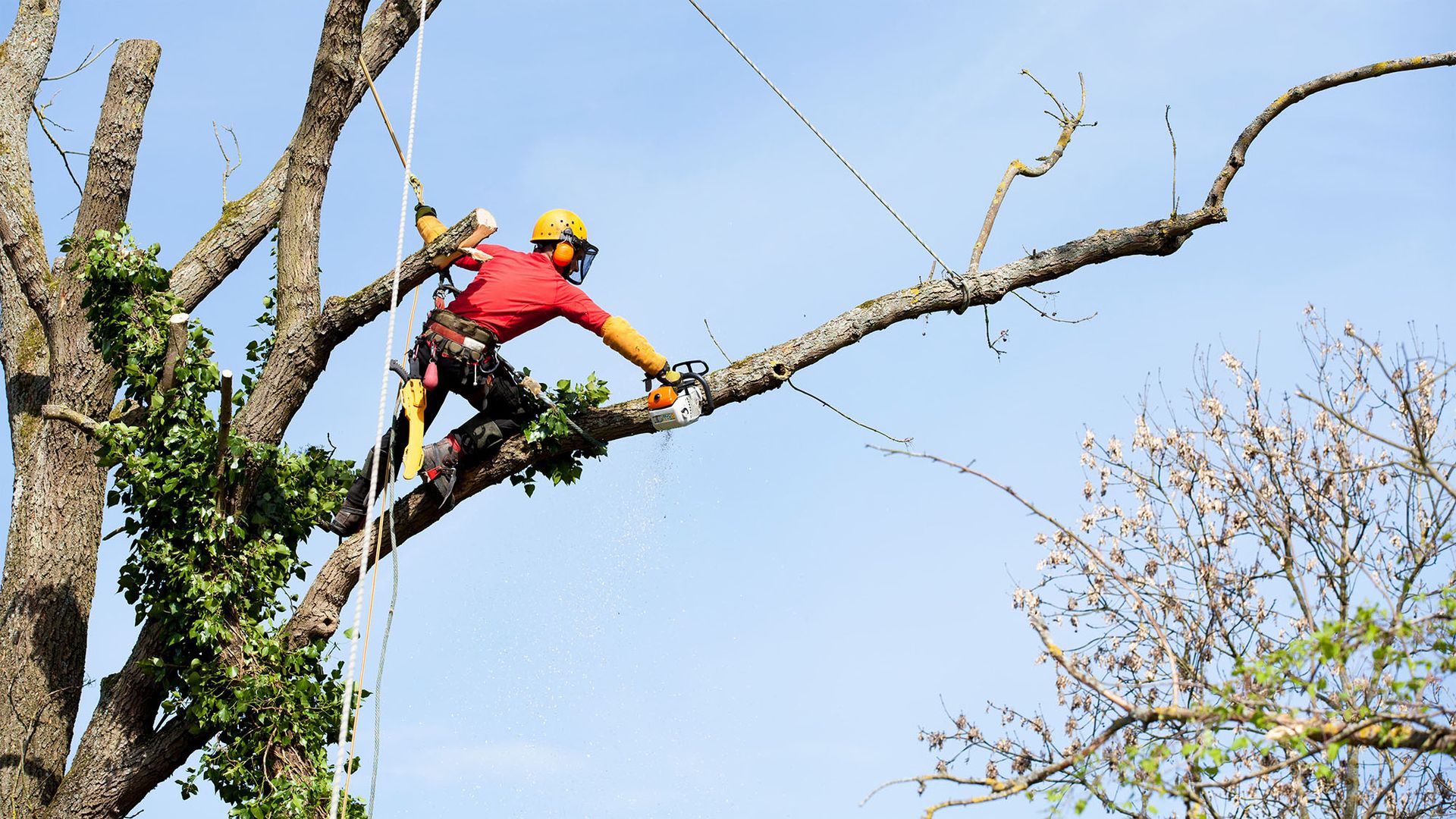 Facharbeiter schneidet Baum mit Kettensäge und Sicherung im Garten